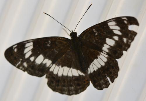 Réf. 210 523 : Limenitis camilla
